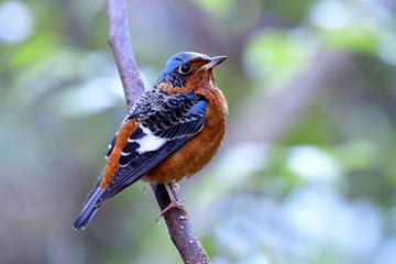Male of white-throated Rock Thrush (Monticola gularis) colorful bird with brown blue black and white feathers perching on thin branch in nature showing its back profile