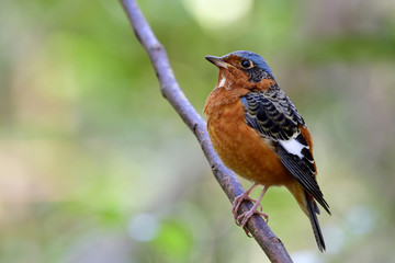 Male of white-throated Rock Thrush (Monticola gularis) colorful bird with brown blue black and white feathers perching on thin branch in nature, beautiful animal