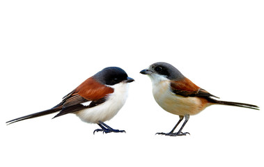 Pair male and female of Burmese Shrike (Lanius collurioides) beautiful red bird with grey and black head isolated on white background details from head to toes, exotic animal