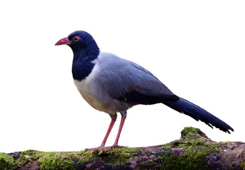 Renauld or Coral-billed ground cuckoo (Carpococcyx renauldi) most wanted fine grey with blue head and pink bills bird found in Thailand isolated on white background, exotic nature