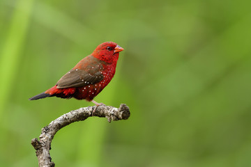 red avadavat, red munia or strawberry finch (Amandava amandava) perching on curve wood stick with...