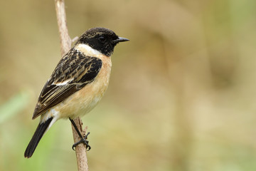 Siberian or Asian stonechat (Saxicola maurus) beautiful brown bird with black striped head and wings calmly perching on wooden stick over grass bush, exotic animal