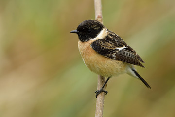 Siberian or Asian stonechat (Saxicola maurus) beautiful brown bird with black strped head and wings perching on wooden stick beside grass bush, exotic animal