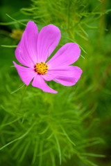 pink cosmos flower on field