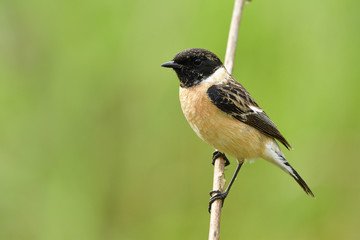 Siberian or Asian stonechat (Saxicola maurus) lovely brown bird with black striped wings and head calmly perching on wooden stick in nature, exotic animal