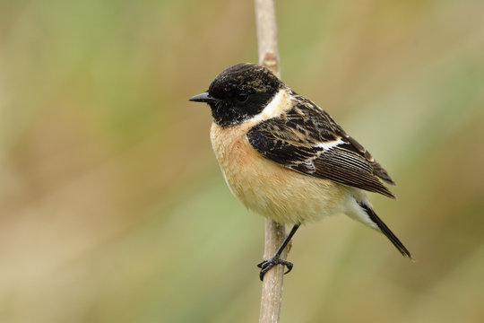 Siberian or Asian stonechat (Saxicola maurus) beautiful chubby brown bird with black striped head and wings perching on wooden stick beside grass bush, exotic animal