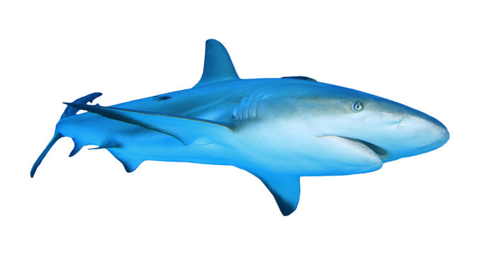 Shark isolated. Grey Reef Shark cutout white background
