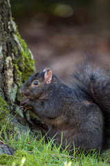 cute black squirrel eating nut near the tree roots covered with green mosses