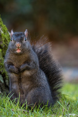 squirrel Stick out its tongue and make a funny appearance