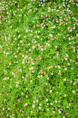 Daisy flower on the wall