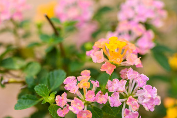 Colorful Beauty Lantana camara flowers, Verbenaceae flowers