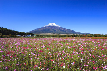 富士山とコスモス