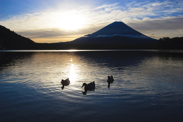 富士山・朝の遊泳（精進湖）