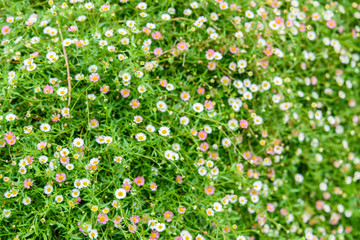 Daisy flower in the park