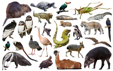 south america animals isolated