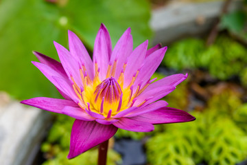 Close up of Purple lotus flower blooming