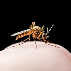 Yellow Fever, Malaria or Zika Virus Infected Mosquito Insect Bite Isolated on Black