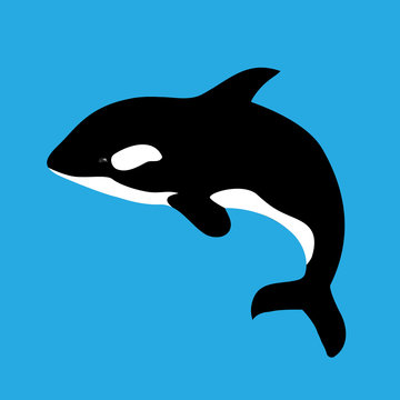Flat illustration with grampus on a blue background. Vector killer whale for your design.
