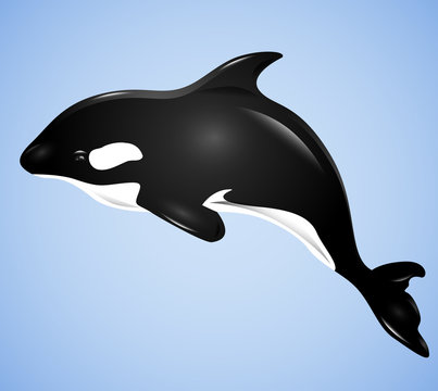 3D illustration with grampus on a blue background. Vector killer whale for your design.