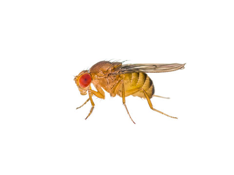 Drosophila Fruit Fly Insect Isolated on White Macro