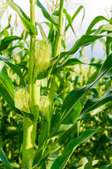 Green corn field