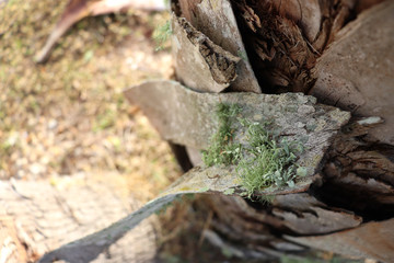 Fairy environment with Moss