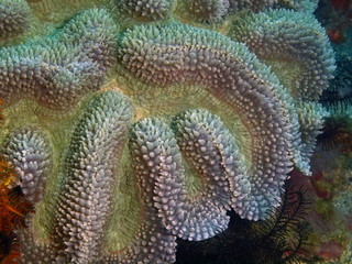 Stone coral