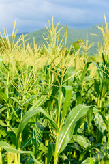 Obraz premium Green corn field