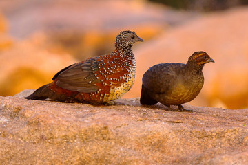 Painted Spurfowl, Galloperdix lunulata, male and female, Hampi, Karnataka