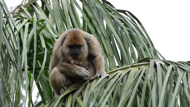 HD Video of one black howler monkey in a palm tree looking around. Only the adult male is black; adult females and juveniles of both genders are overall whitish to yellowish-buff