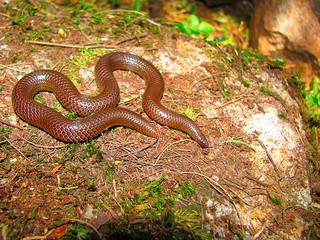 Perrotet’s Shieldtail Snake, Plectrurus perroteti , Mukhurthi, Karnataka