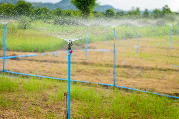 Water sprinkler in farm