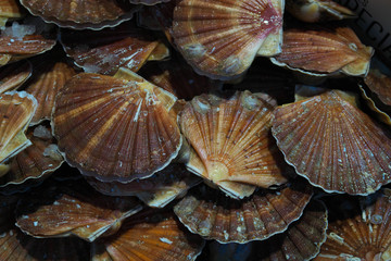 Paris,France-January 27 2018: Seafood displayed on a fishmongers counter in Paris