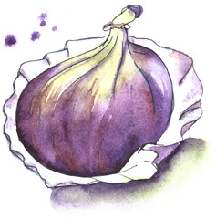 A whole purple figs on a white background with watercolor splashes. Live watercolor drawing.