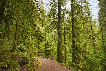 Trail with mossy tree trunks in old growth rain forest in Vancouver Island, BC