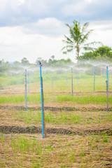 Fototapeta premium Water sprinkler in farm