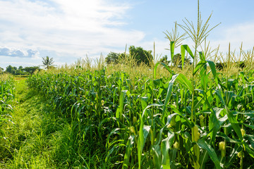 Green corn field