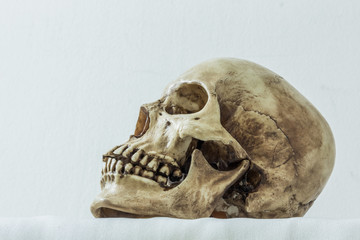 Human skull on a white background