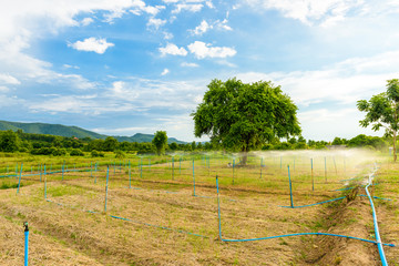 Obraz premium Water sprinkler in farm