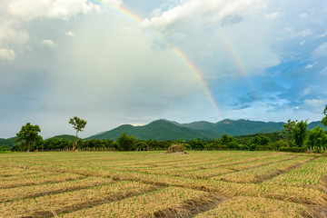  rainbow over Onion field