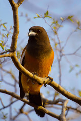 Rufous Treepie, Dendrocitta vagabunda, Ranthambhore Tiger Reserve