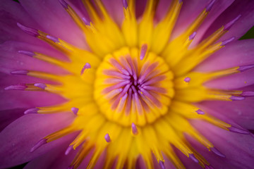 Close up of Purple lotus flower blooming
