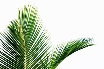 Obraz na płótnie Canvas Palm leaf isolated on white