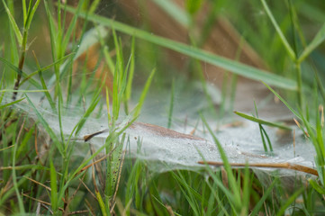 small dew on cobweb in the wet field.