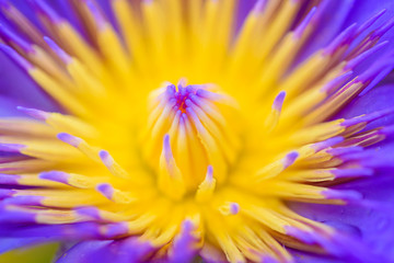 Close up of Purple lotus flower blooming