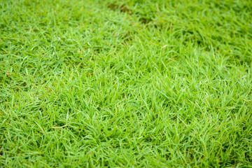 green grass natural background texture.