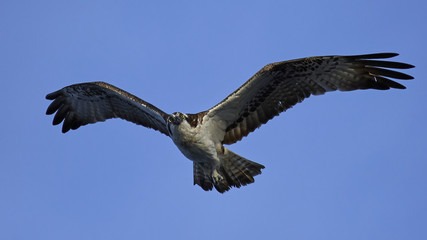 Osprey (Pandion haliaetus)