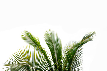 Palm leaf isolated on white