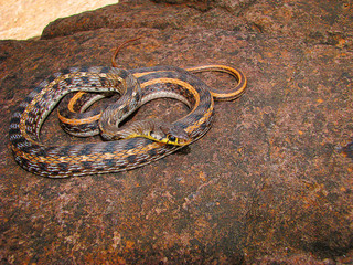 Striped Keelback, Xenochrophis vittatus, Saswad, Maharashtra