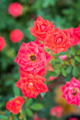 Close up of red rose on a bush in a garden